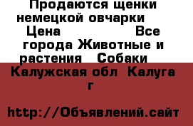 Продаются щенки немецкой овчарки!!! › Цена ­ 6000-8000 - Все города Животные и растения » Собаки   . Калужская обл.,Калуга г.